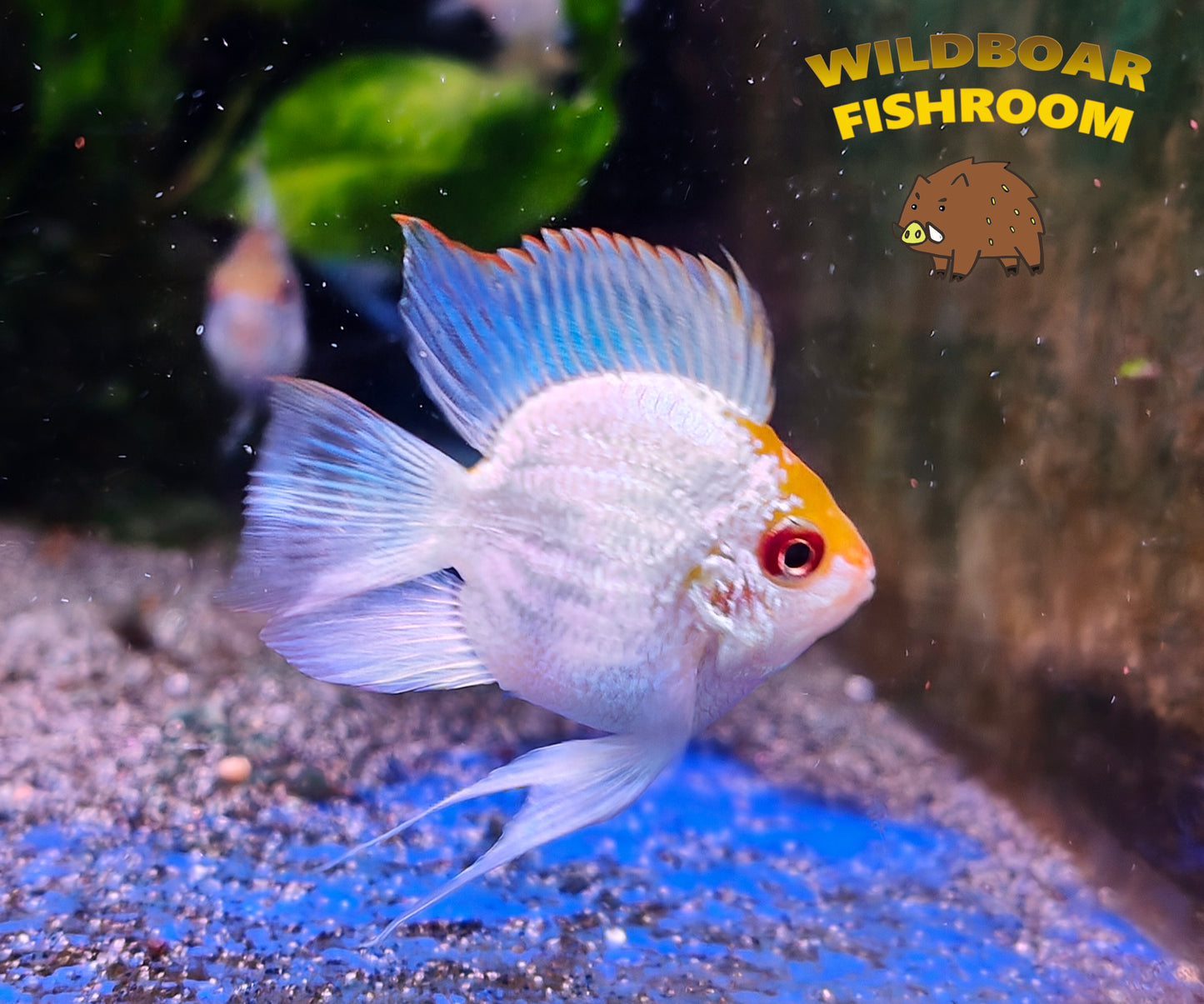 Electric blue balloon ram