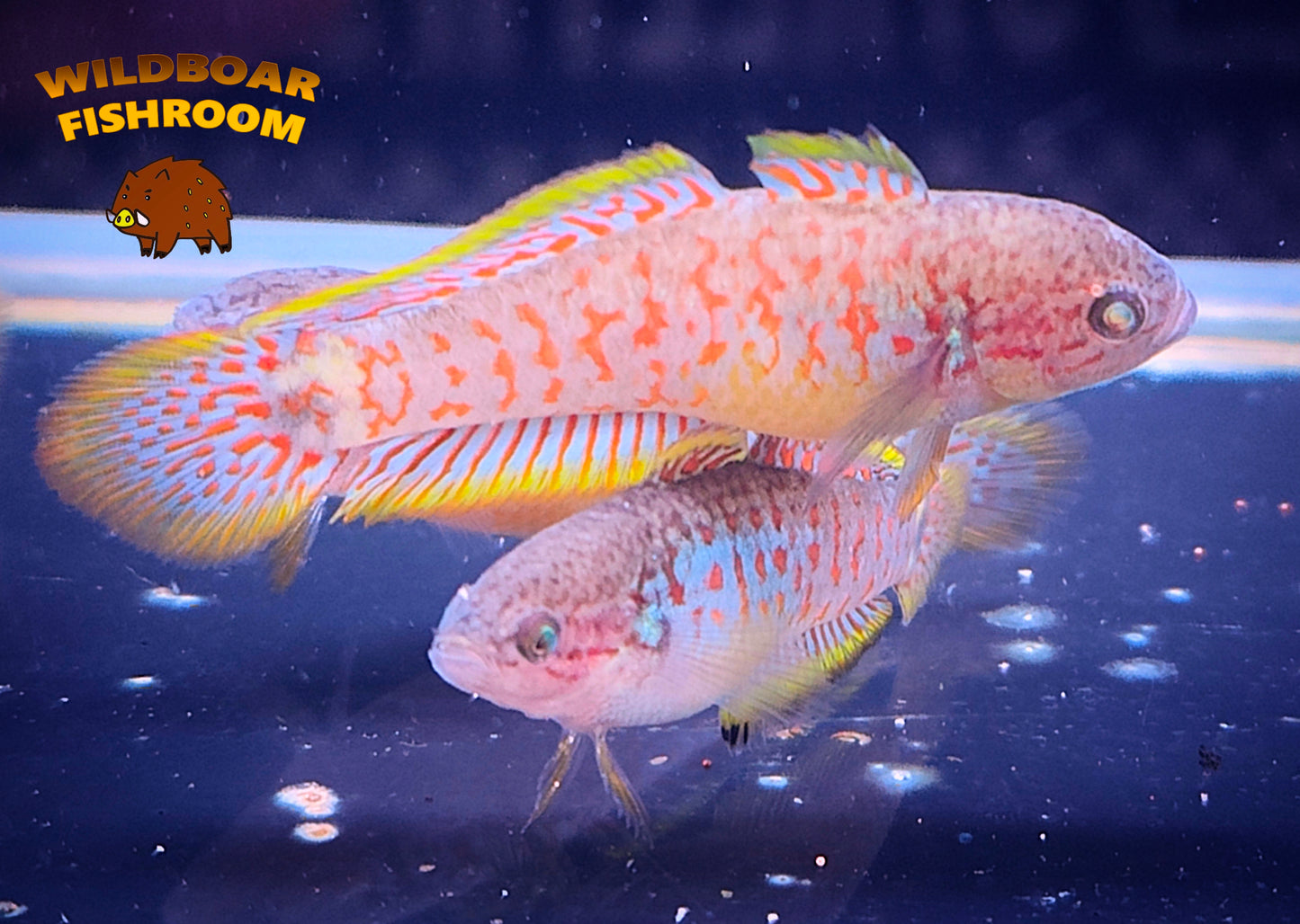 Peacock Gudgeon pair x 1 (M and F)
