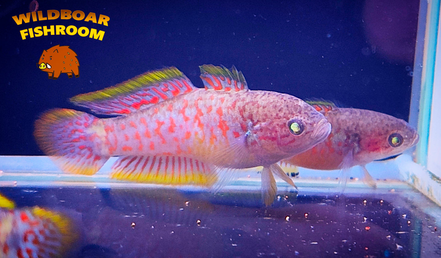 Peacock Gudgeon x 4