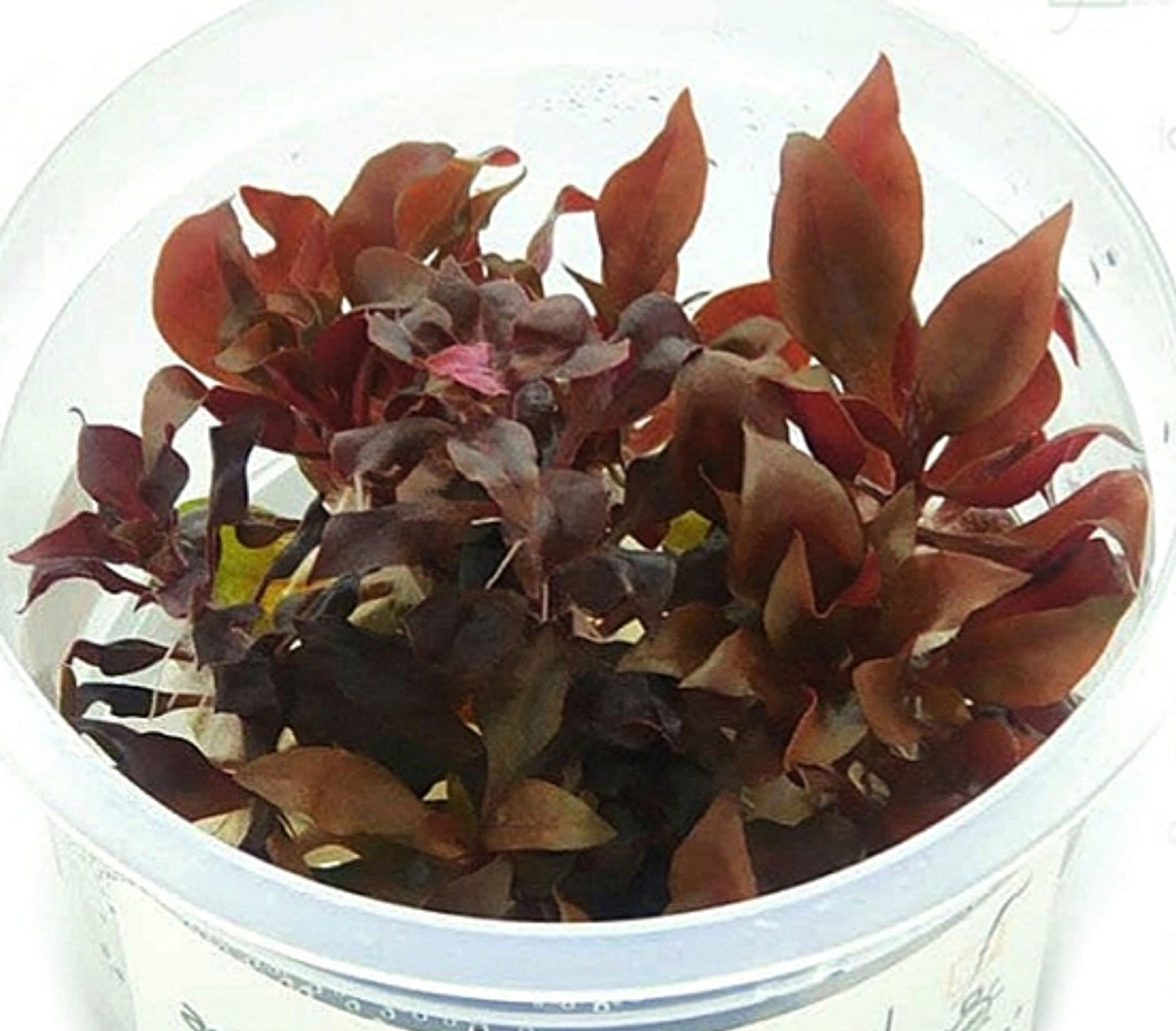 Alternanthera reineckii bronze ALT06/168