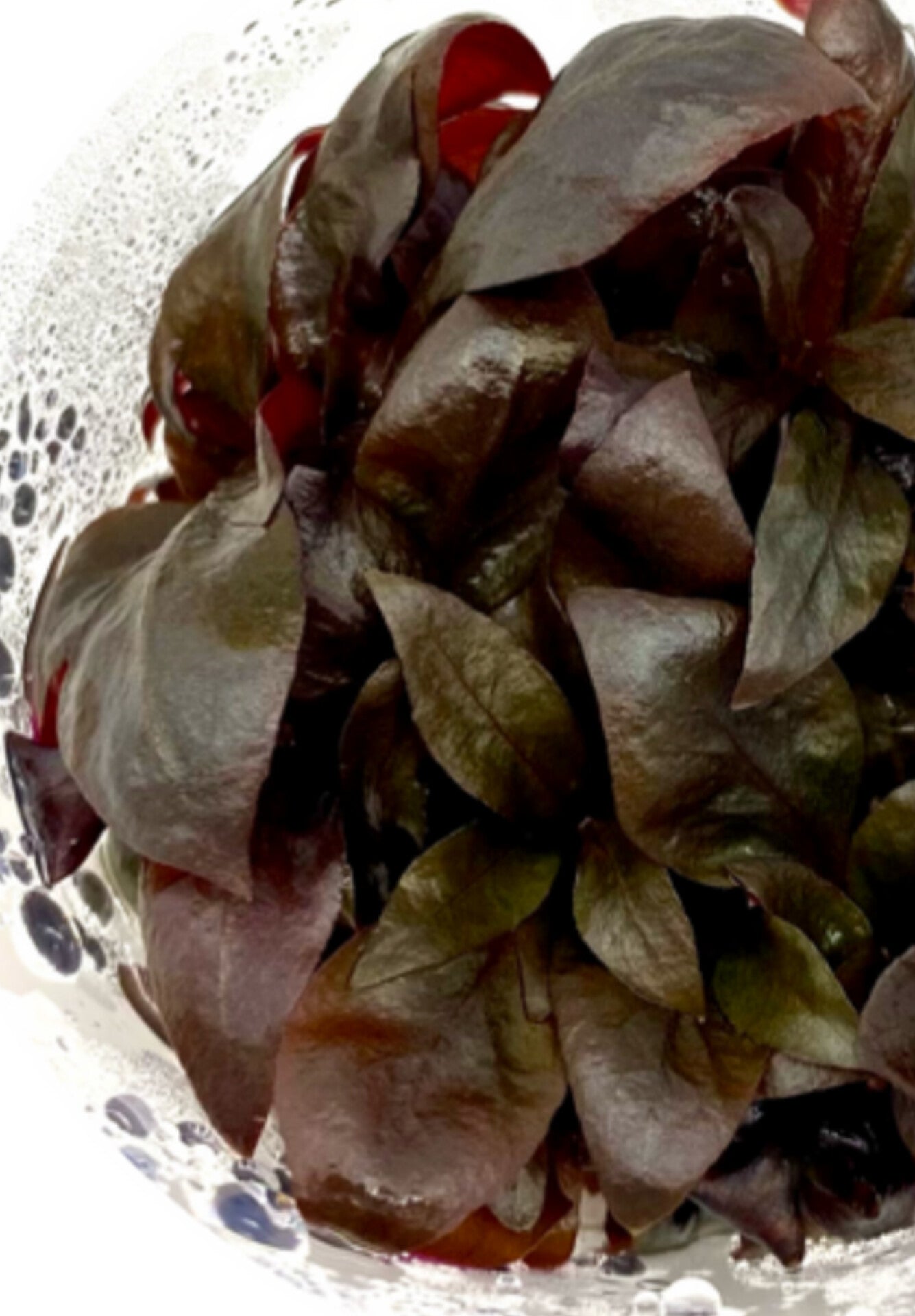 Alternanthera rosaefolia ALT07/165