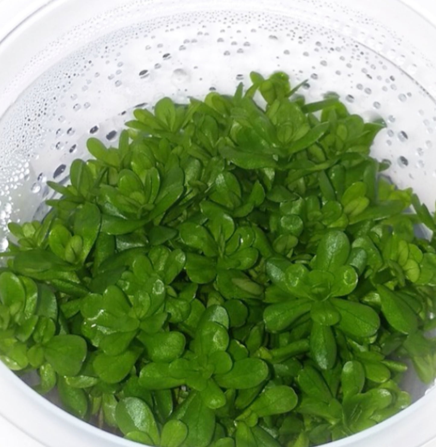 Ammonia sp. "bonsai" AMM02/002