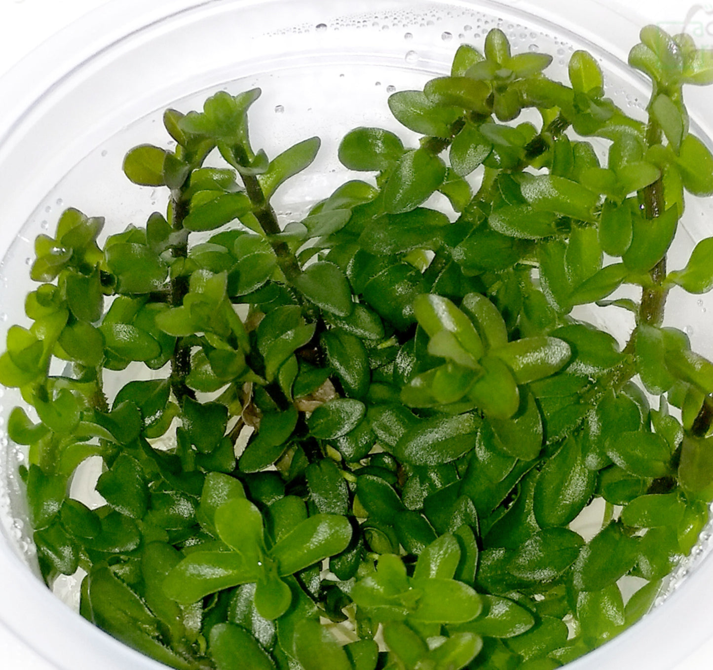 Bacopa caroliniana
