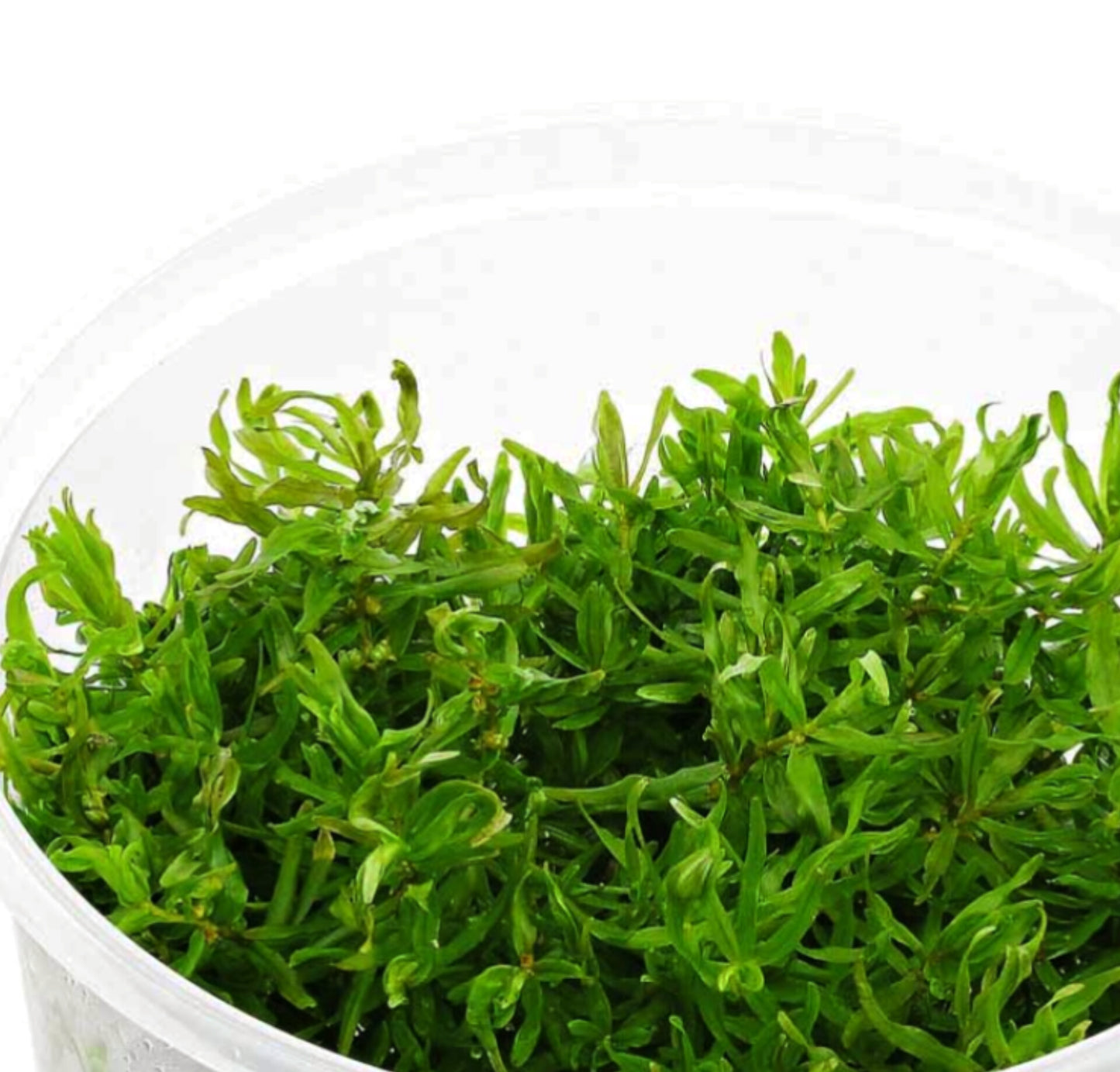 Didiplis diandra DIP01/012