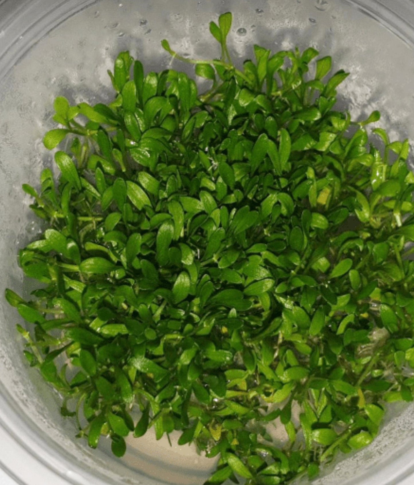 Glossostigma elatinoides GL001/020