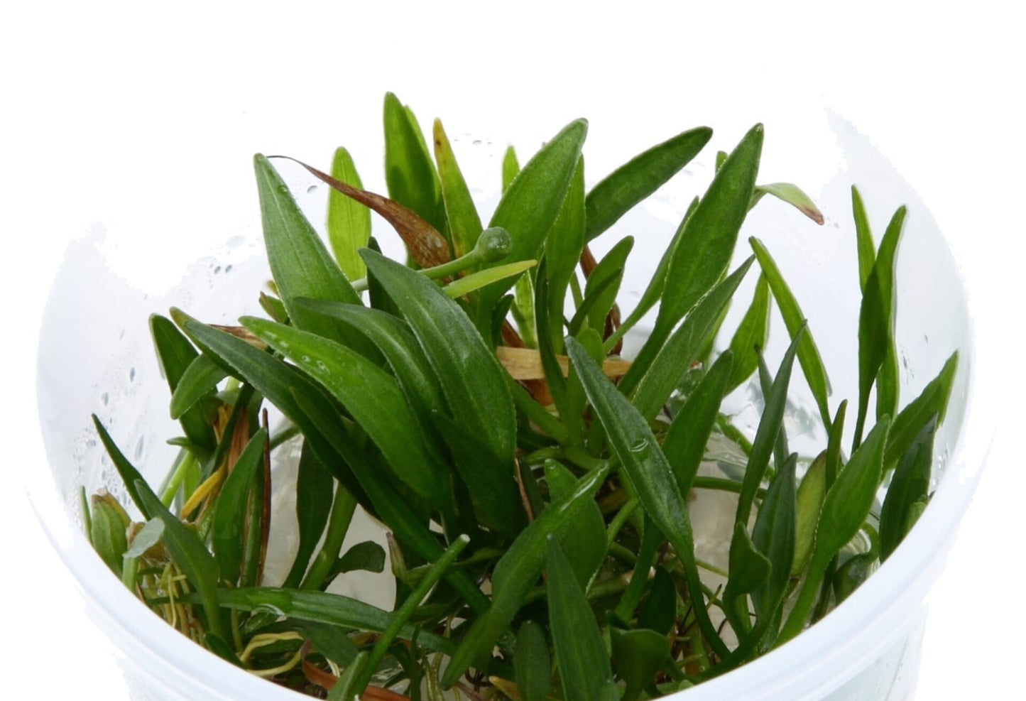 Helanthium tenellum HEL03/018