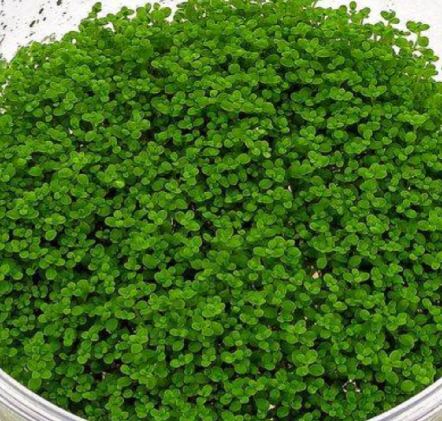 Hemianthus callitrichoides HEM01/022