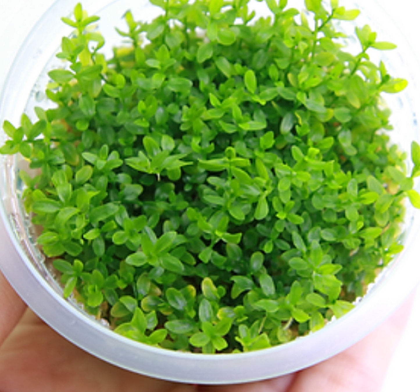 Hemianthus micranthemoides HEM02/025