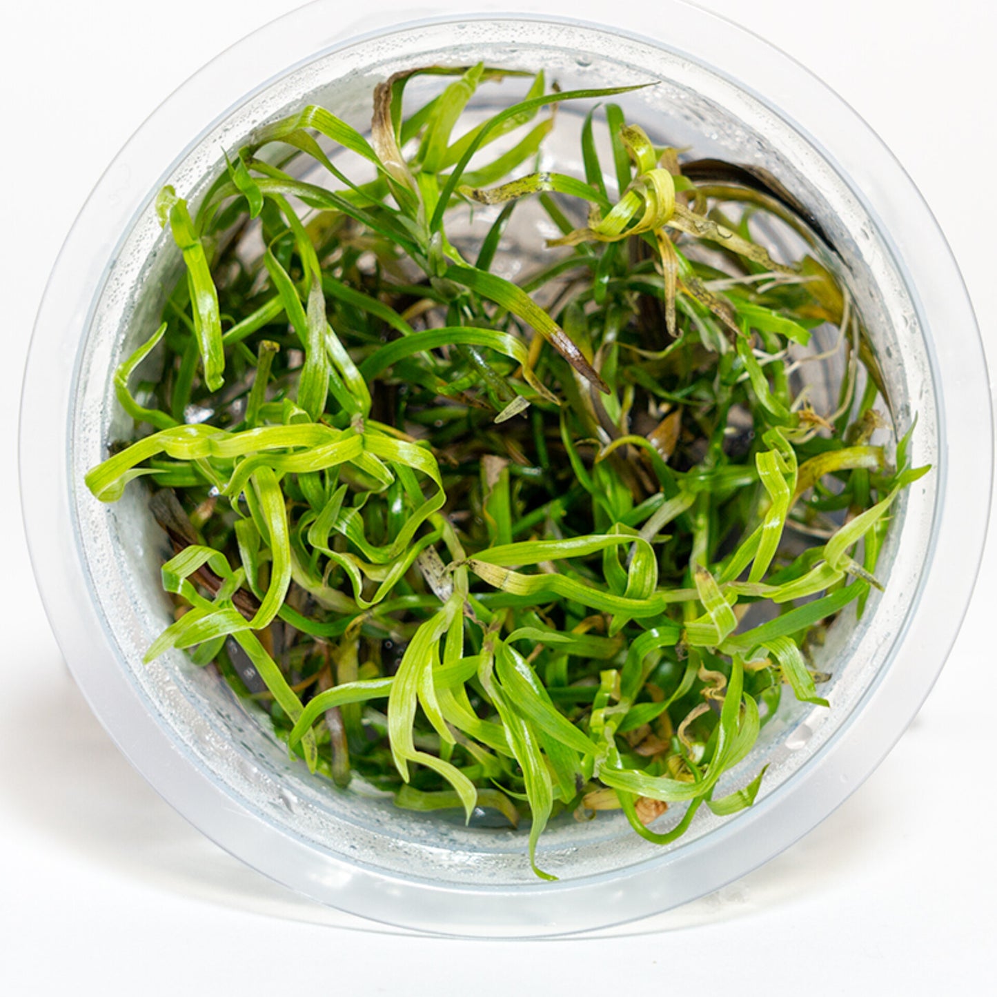 Heteranthera zosterifolia HET01/077