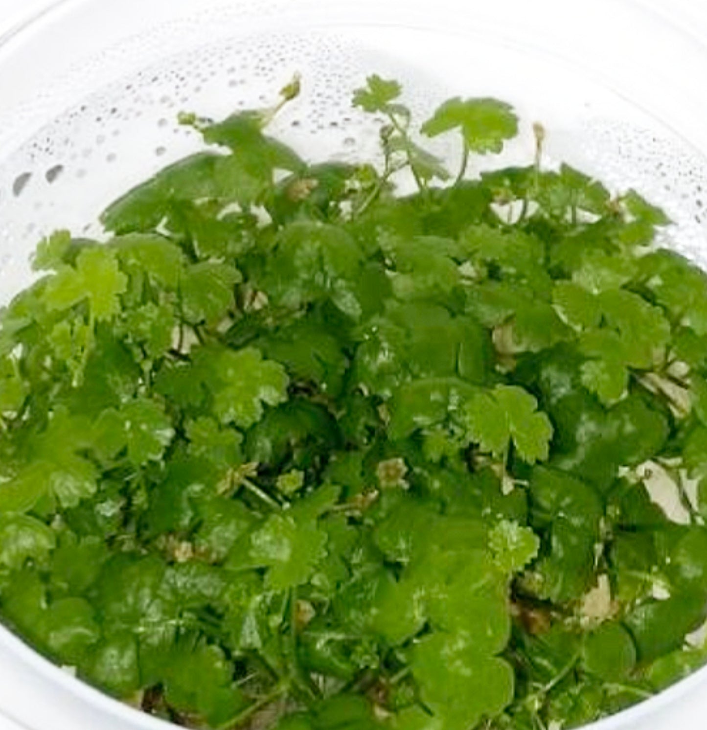 Hydrocotyle tripartita 'japan' HYD01/021