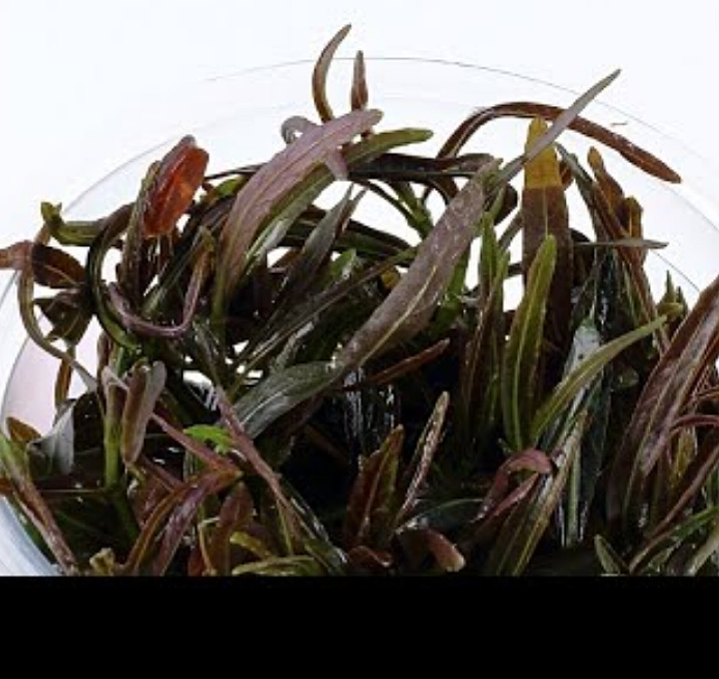 Hygrophila lancea 'Araguaia' HYG01/023