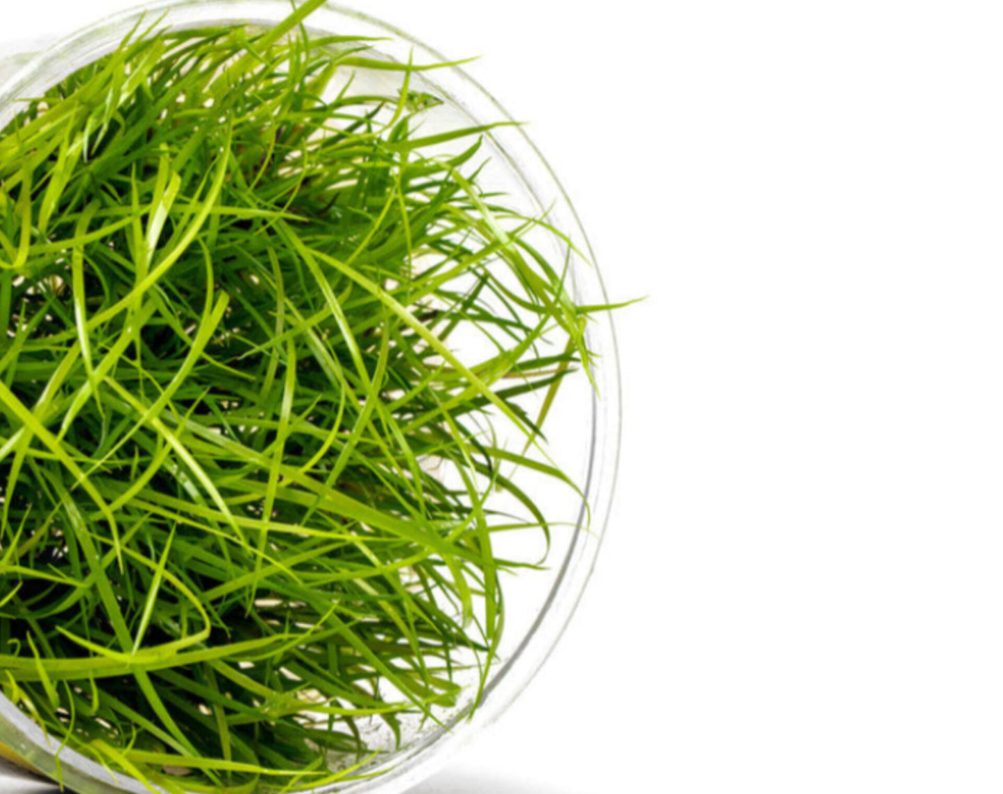 Juncus repens JUN01/052