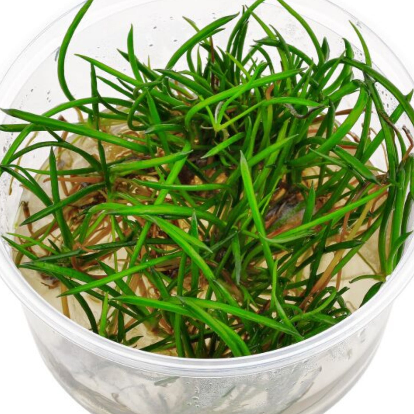 Littorella uniflora LIT01/027