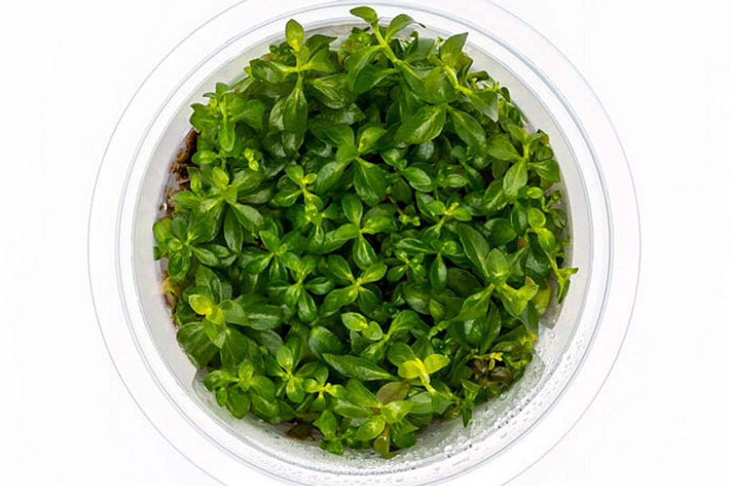 Ludwigia Atlantis dark orange LUD06/156