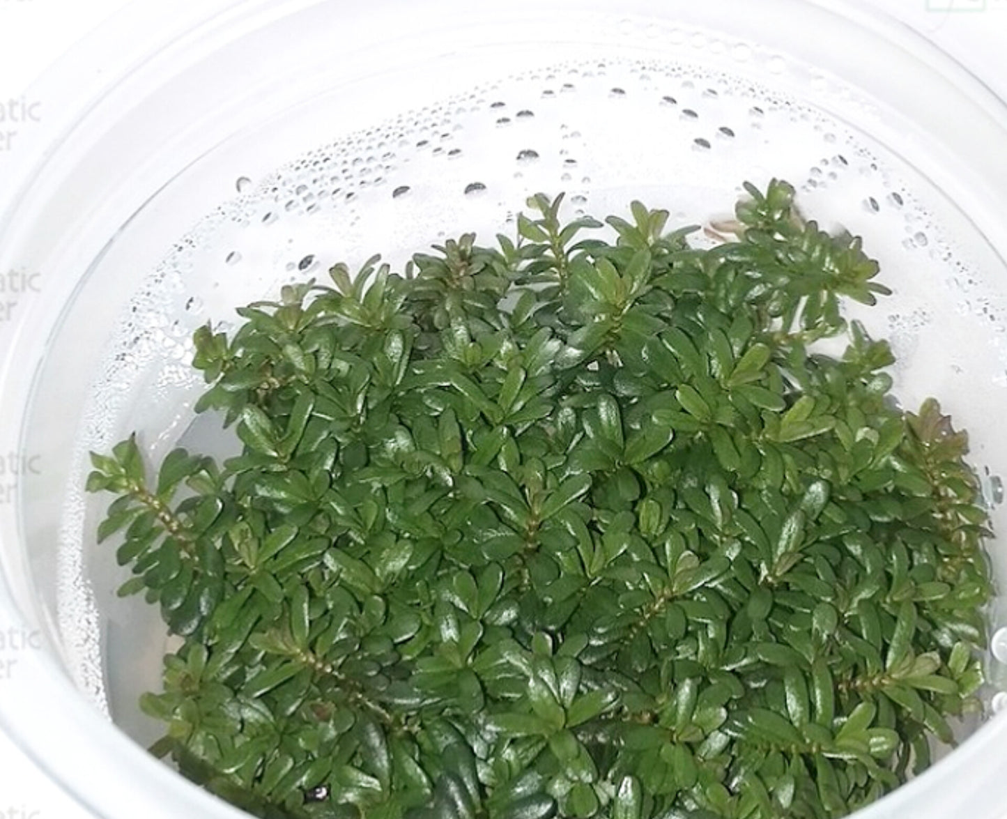 Rotala rotundifolia 'green' ROT05/099
