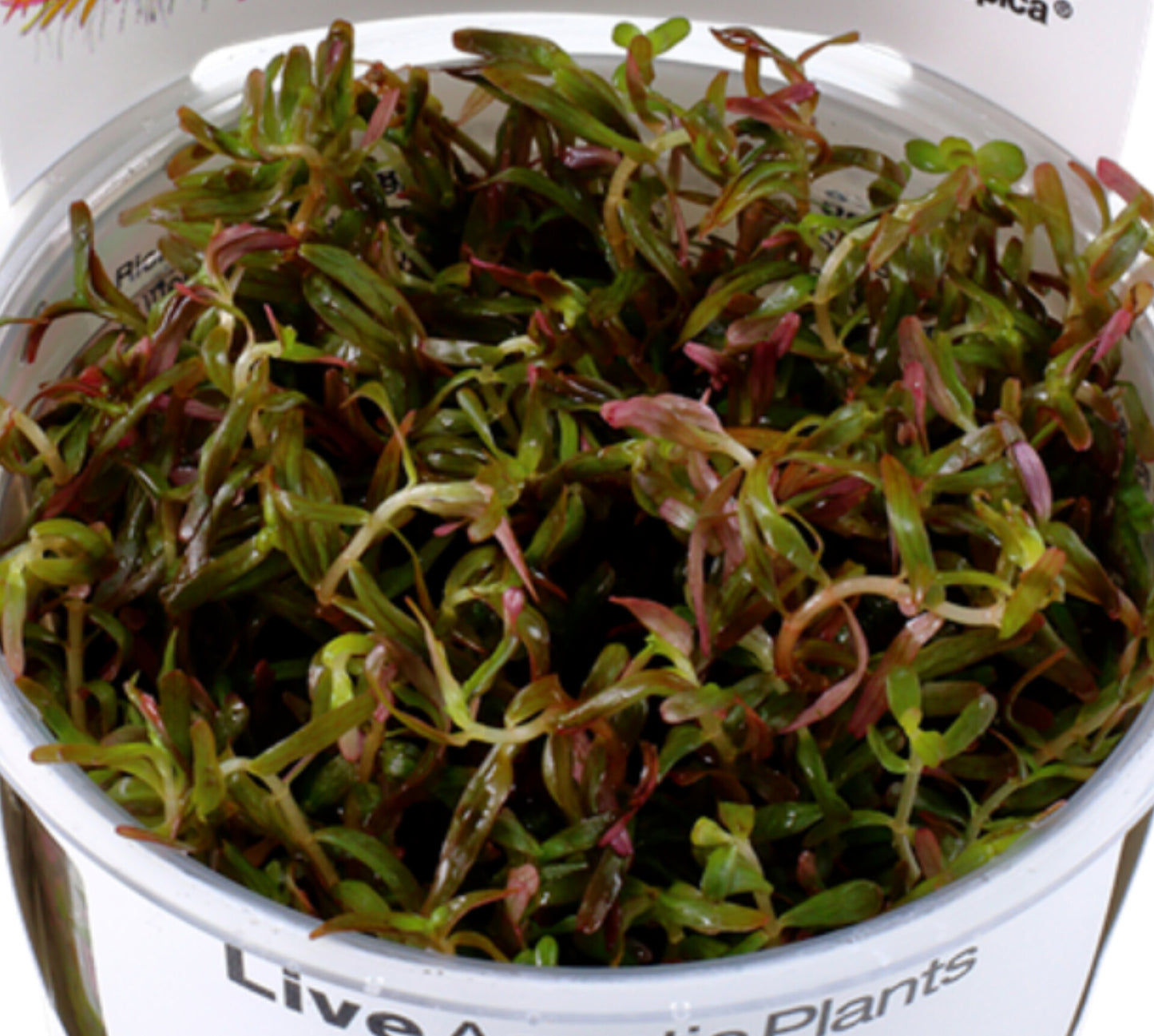 Rotala sp h'ra ROT14/115