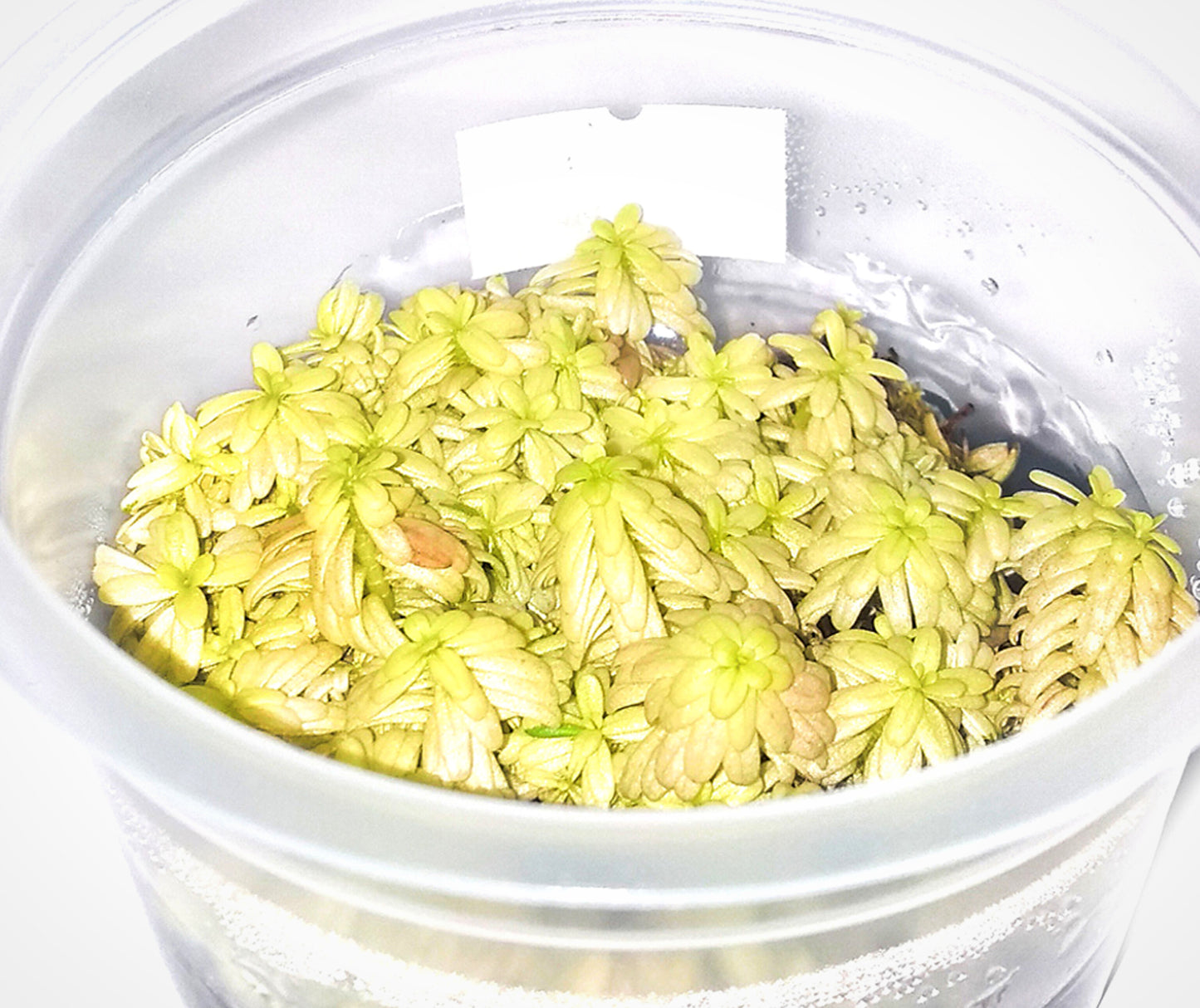 Rotala rotundifolia platinum ROT26/146