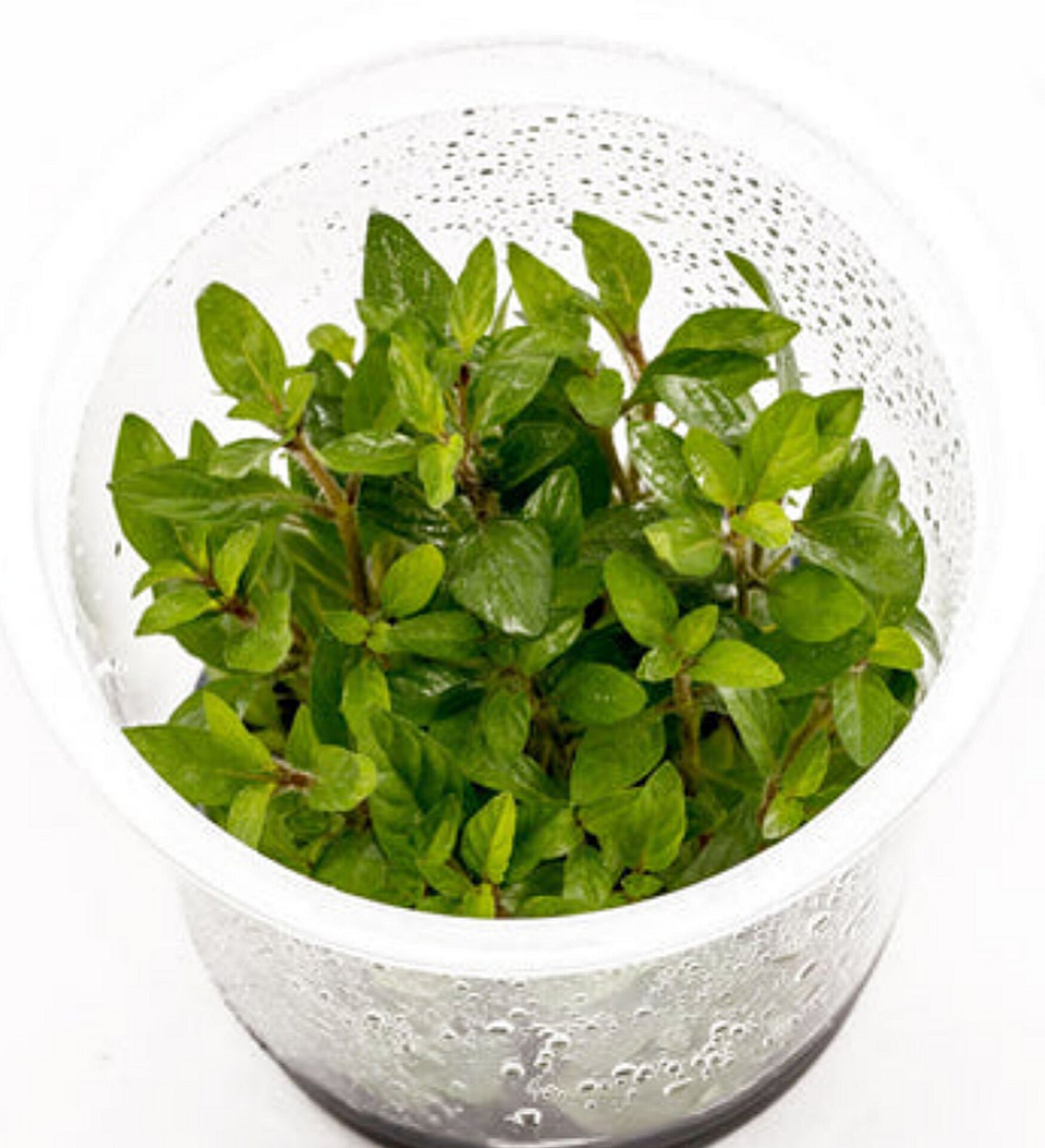 Staurogyne repens STA01/036