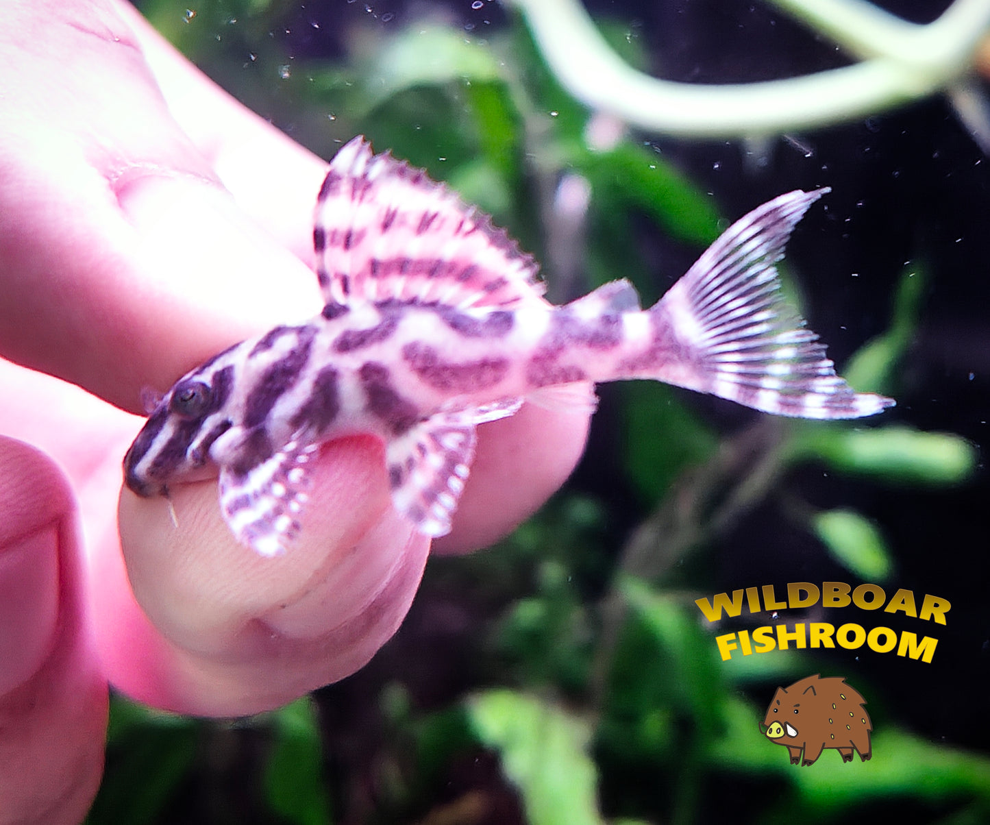 L236a pleco