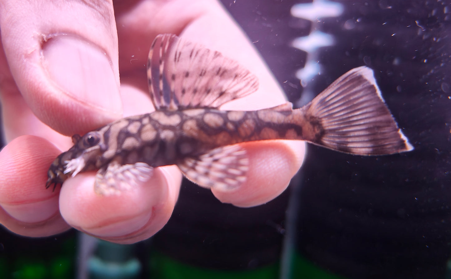 L519 (Ancistrus Honeycomb)
