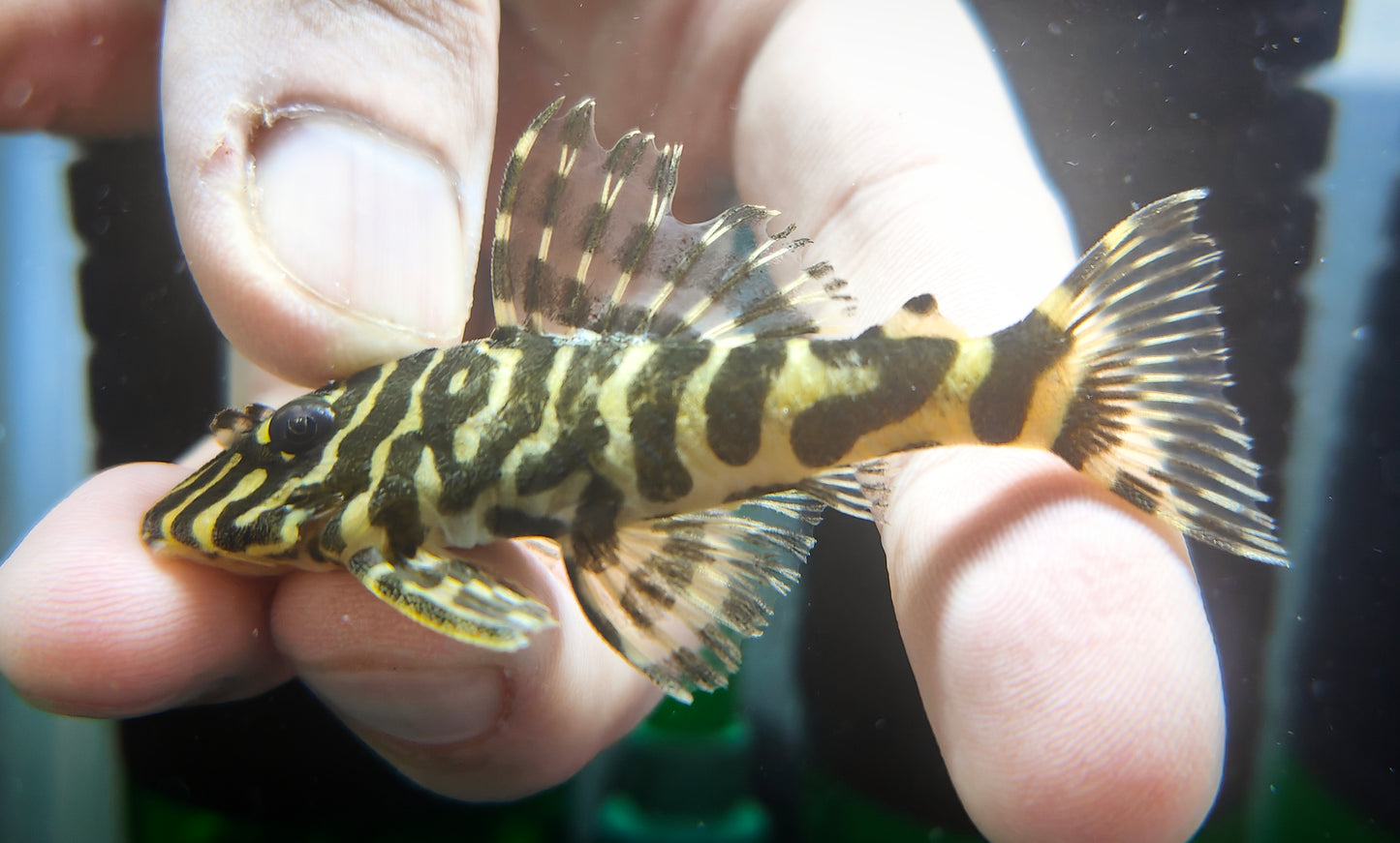 L134 (Leopard Frog pleco)
