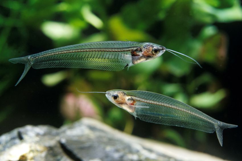 Glass Catfish (Kryptopterus bicirrhis)