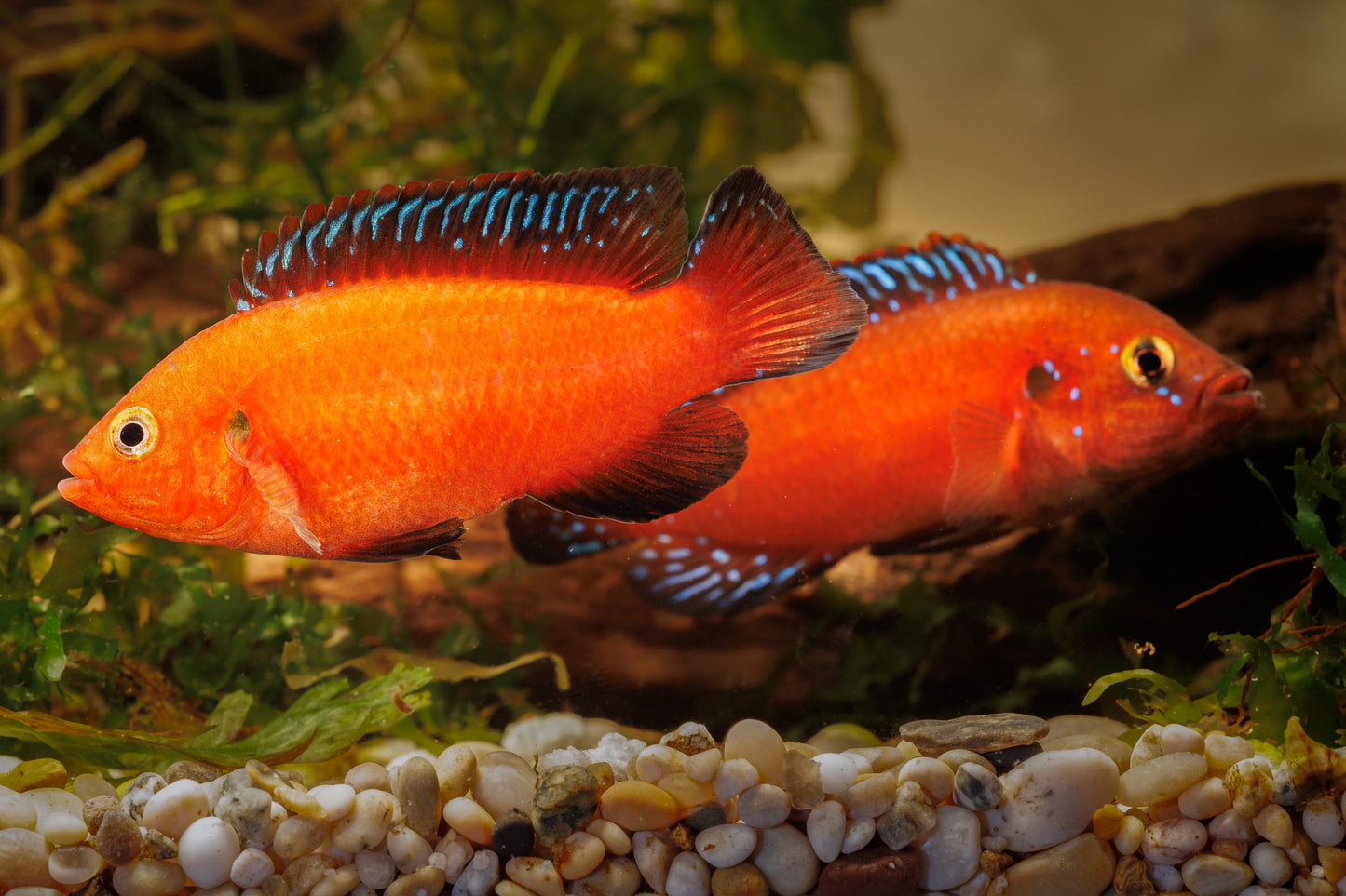 Turkana Jewel Cichlid (Hemichromis exsul)