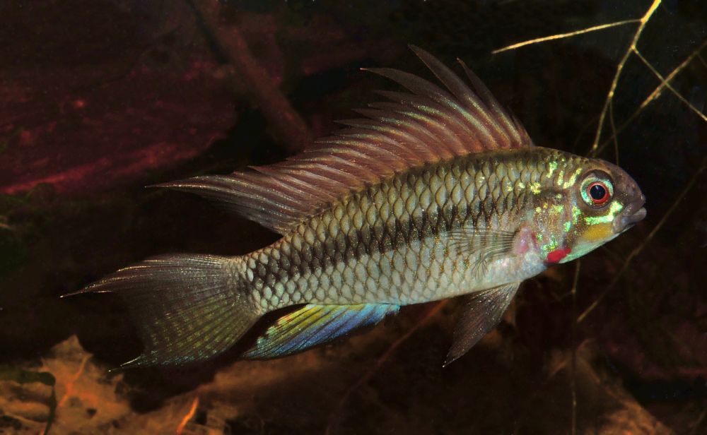 Apistogramma megaptera