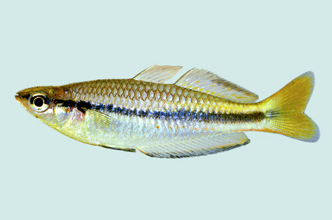 Black Banded Rainbowfish (Melanotaenia nigrans)