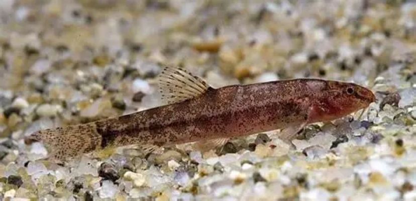Spined loach (Lepidocephalichthys furcatus) * WILD *