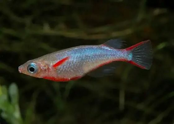 Daisy's Blue Rice Fish (Oryzias woworae)