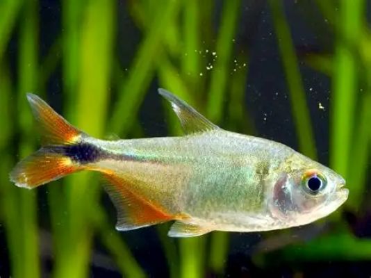 Buenos Aires Tetra (Hyphessobrycon anisitsi)