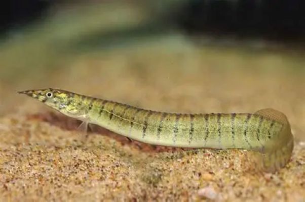 Zebra Spiny eel (Macrognathus zebrinus) *WILD*