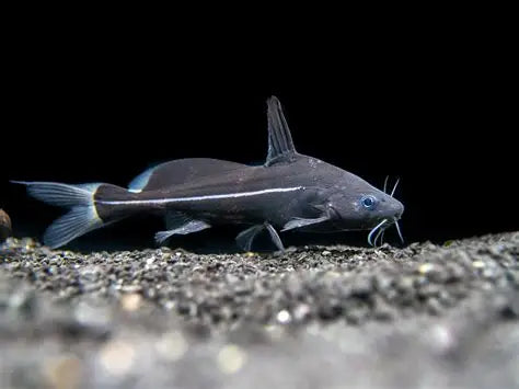 Black lancer catfish (Bagrichthys Macracanthus) *WILD*