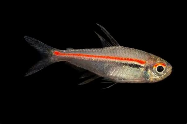Red Line tetra (Hyphessobrycon amapaensis) * WILD *