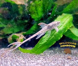 Royal whiptail x 4