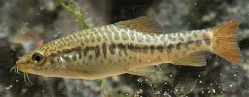 Inle loach (Yunnanilus brevis) *WILD*