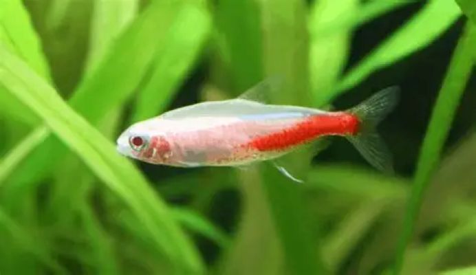 Albino Neon Tetras