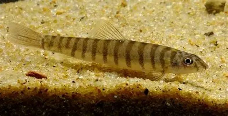 Creek Loach (Schistura beavani) *WILD*
