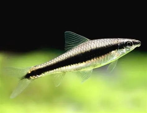 Snakeskin Barb x 3 and SAE x 4