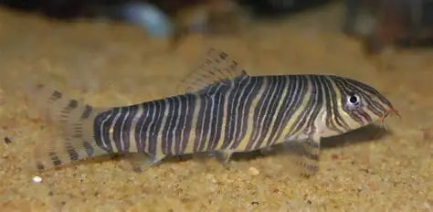 Zebra Loach (Botia striata) *WILD*