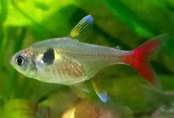 Yellow Phantom Tetra (Hyphessobrycon roseus)