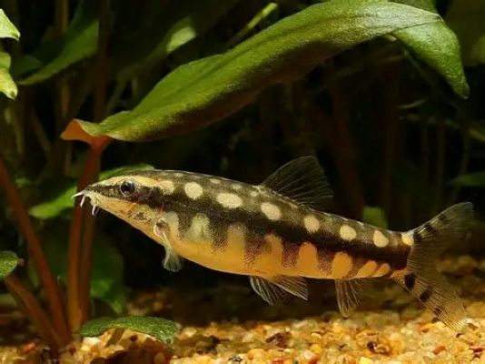 Dwarf chain loach (Ambastaia sidthimunki)