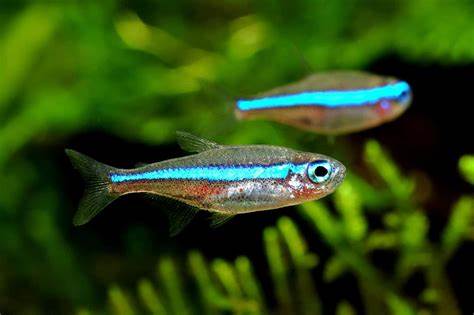 green neon tetras x 10