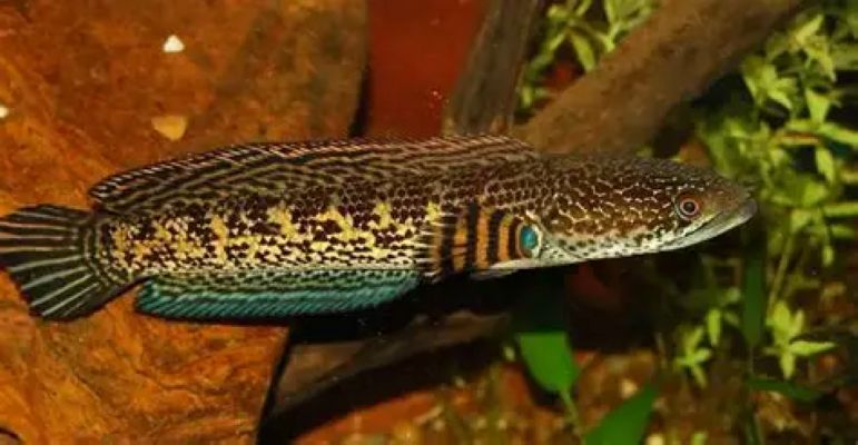 Channa aurantimaculata *WILD*