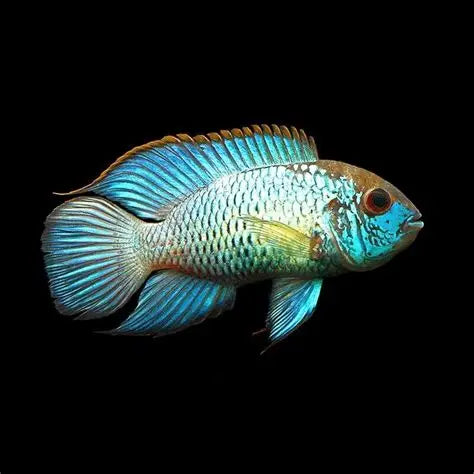 Blue Acara (Andinoacara pulcher)