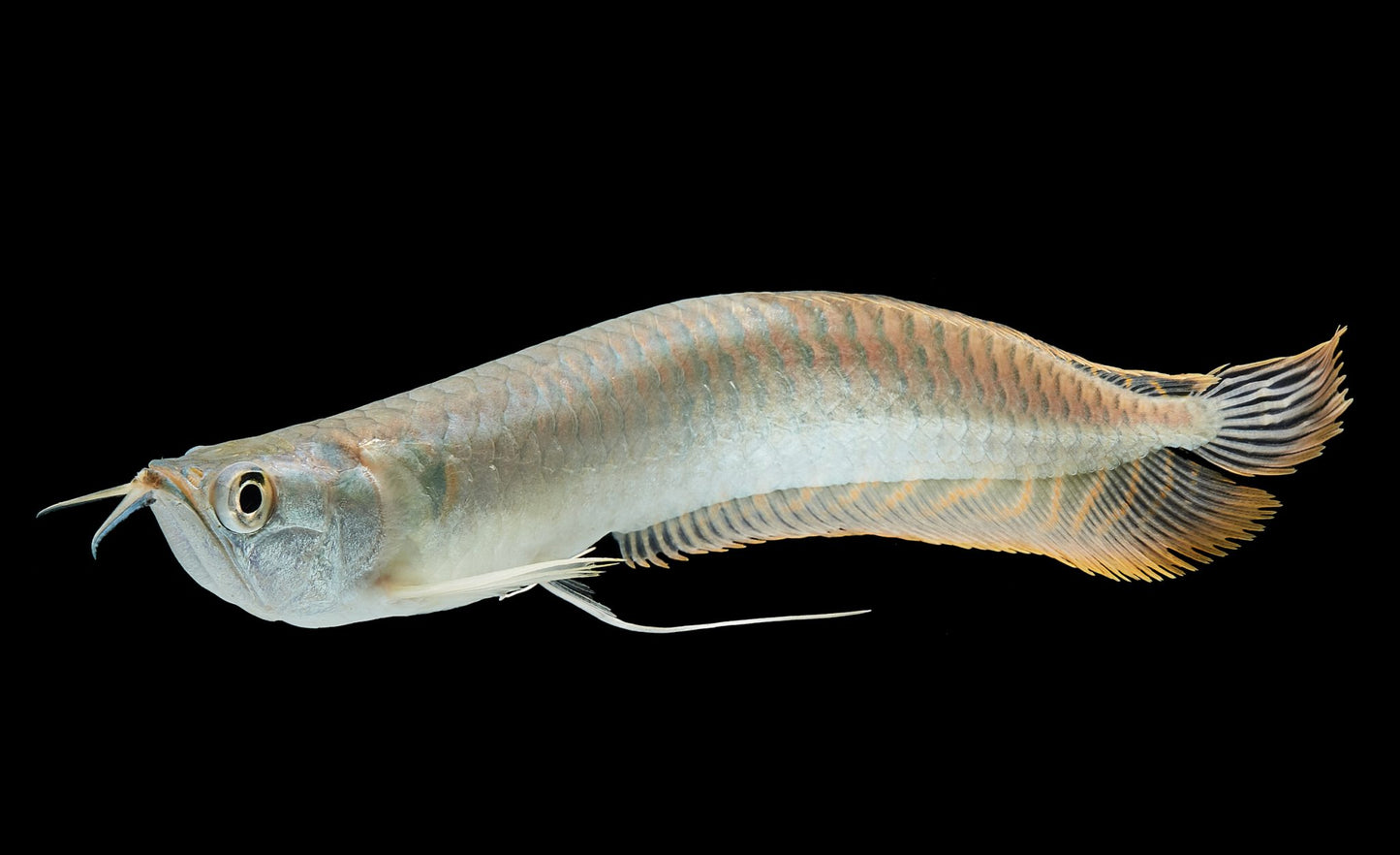 Silver Arowana (Osteoglossum bicirrhosum)