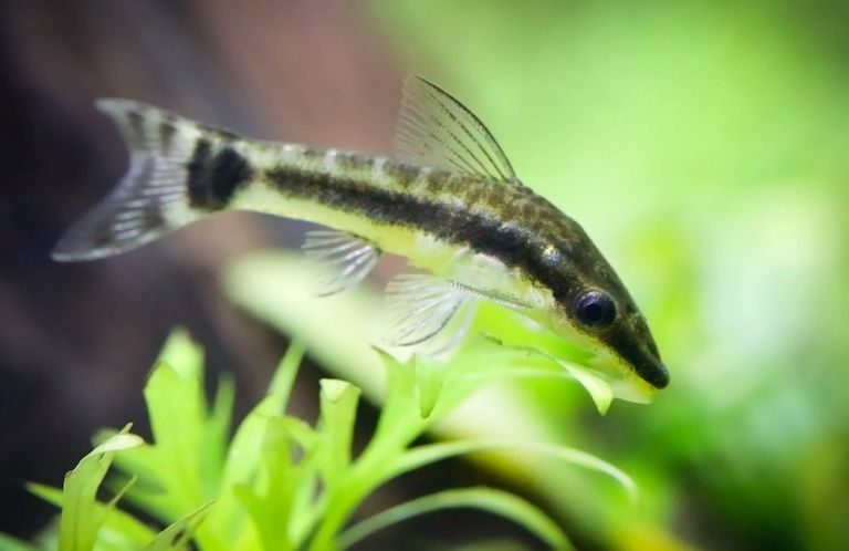 Otocinclus (oto)