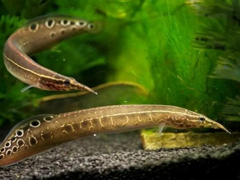 Indian Striped Peacock eel (Macrognathus aral) *WILD*