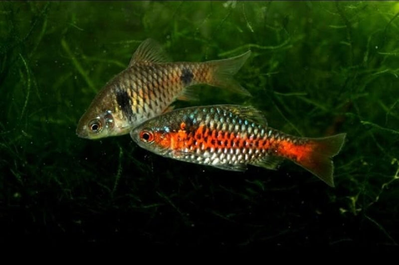 Odessa Barb